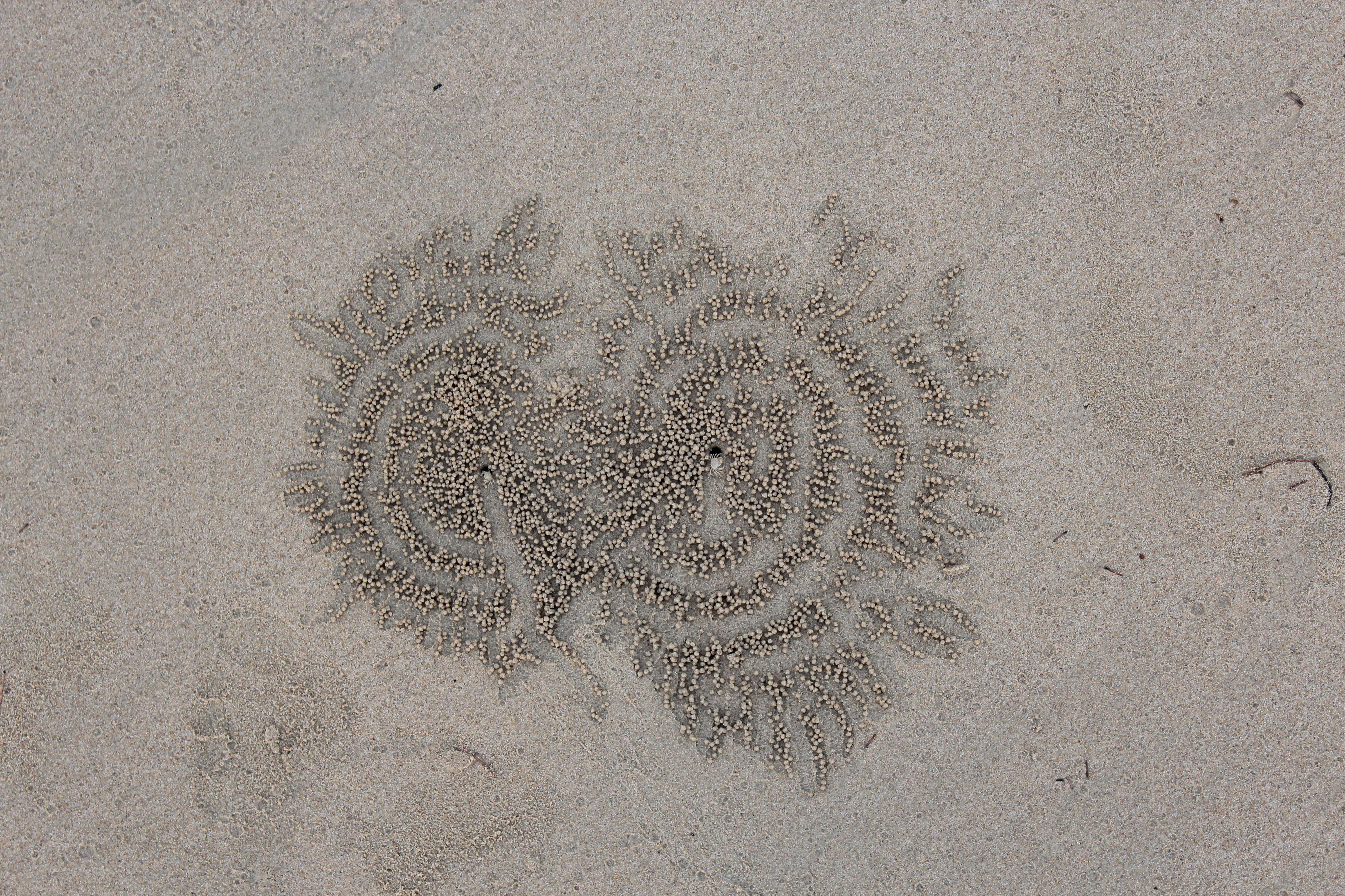 Image of Sand Bubbler Crab