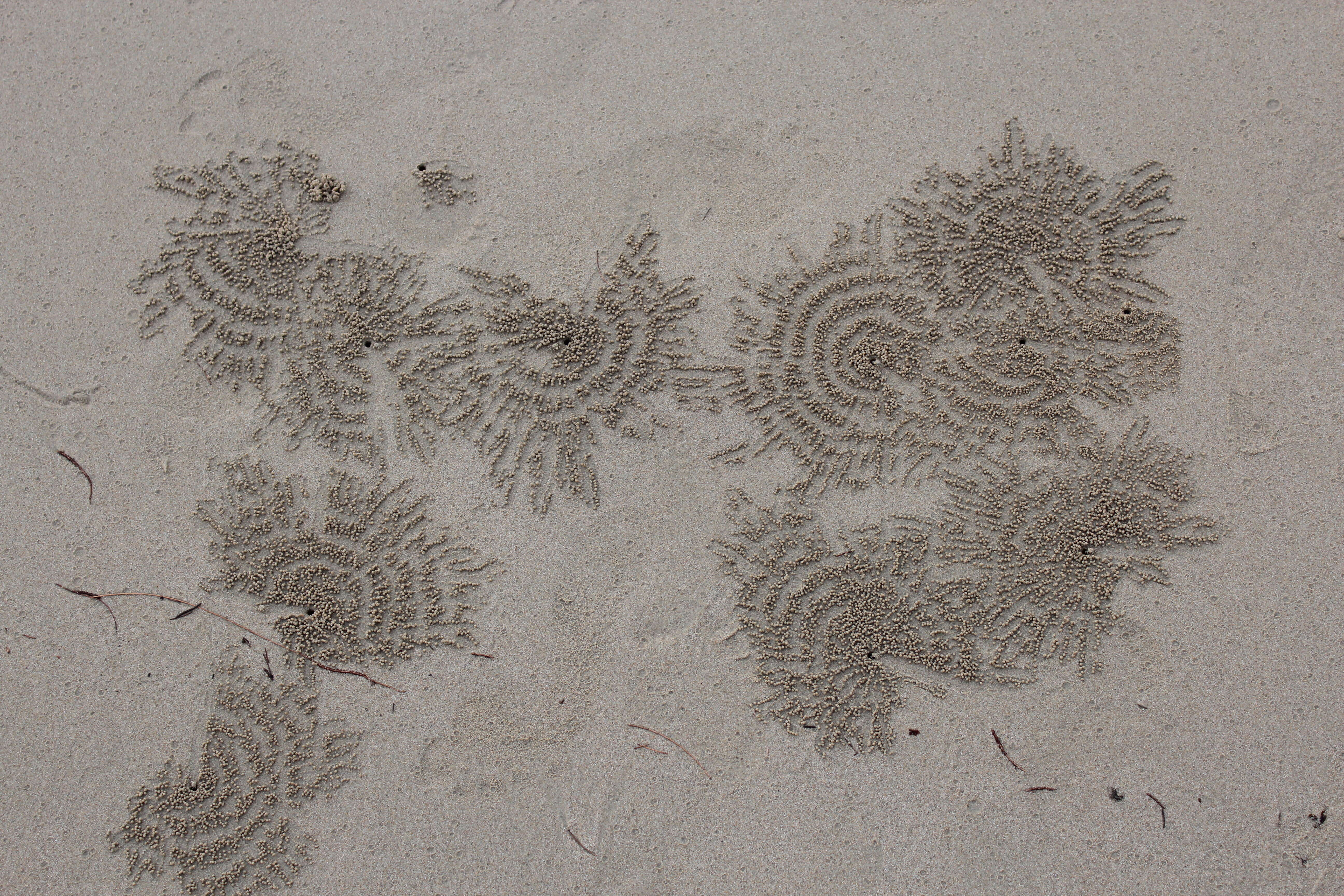 Image of Sand Bubbler Crab