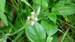 Imagem de Antennaria parlinii subsp. fallax (Greene) R. J. Bayer & G. L. Stebbins