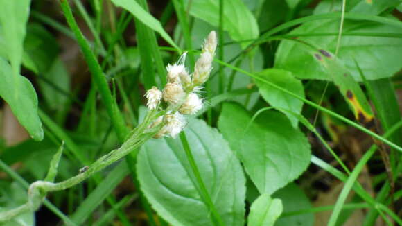 Antennaria parlinii subsp. fallax (Greene) R. J. Bayer & G. L. Stebbins resmi