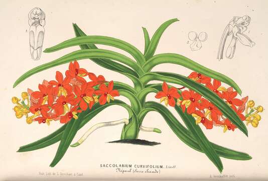 Image of Vanda curvifolia (Lindl.) L. M. Gardiner