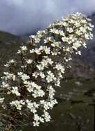 Image of saxifrage