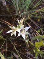 Image de Calochortus lyallii Baker