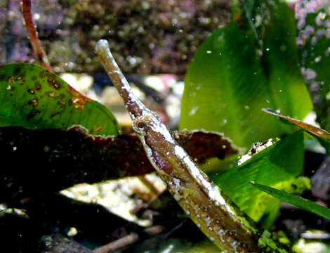 Image of Mother-of-pearl pipefish