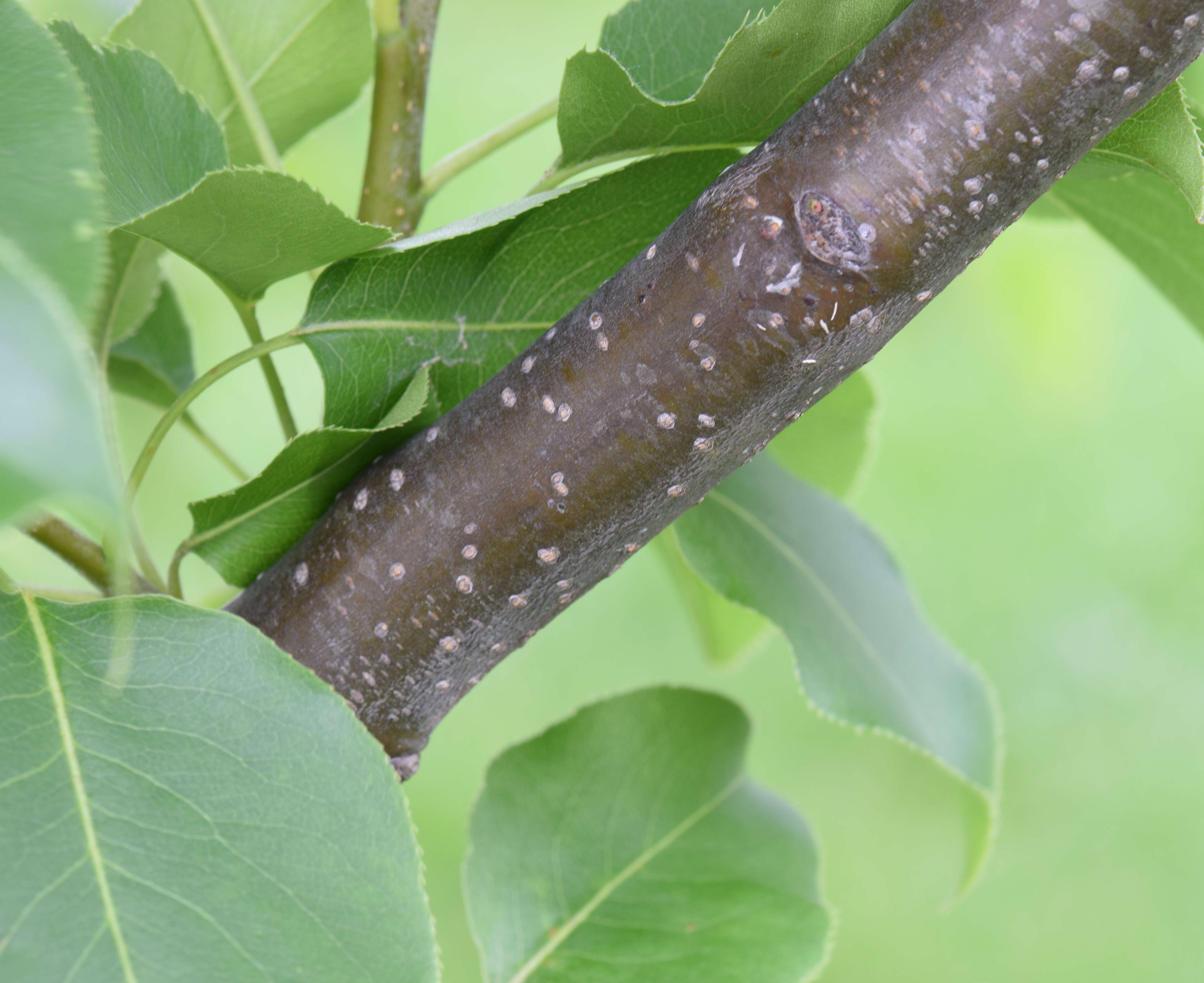 Plancia ëd Pyrus pyrifolia (Burm. fil.) Nakai