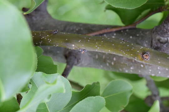 Image of Chinese pear