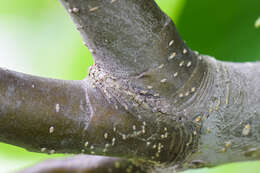 Image of Chinese pear