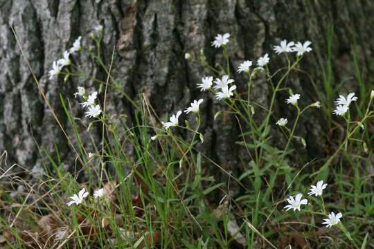 Imagem de Cerastium velutinum Raf.