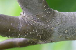 Image of Chinese pear