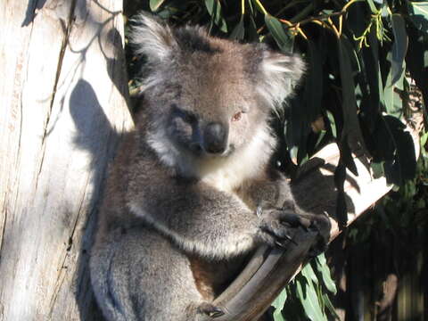 Image of koalas