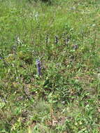 Image of Campanula macrostachya Waldst. & Kit. ex Willd.