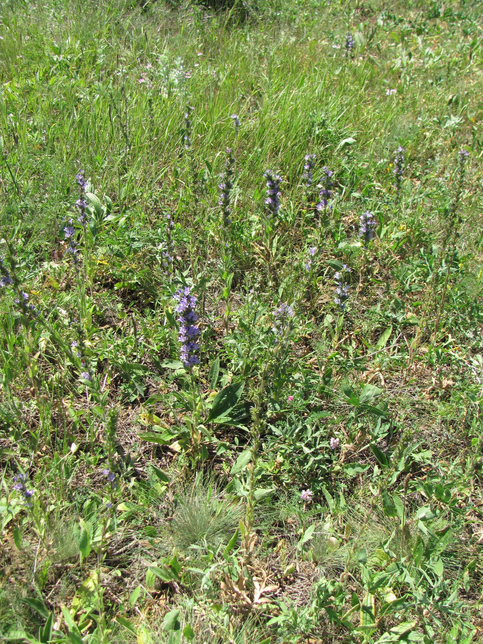 Image of Campanula macrostachya Waldst. & Kit. ex Willd.