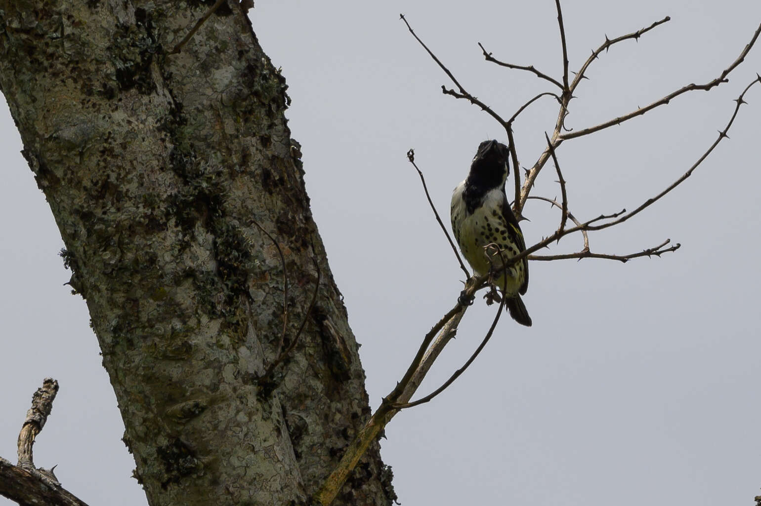 Image of Spot-flanked Barbet