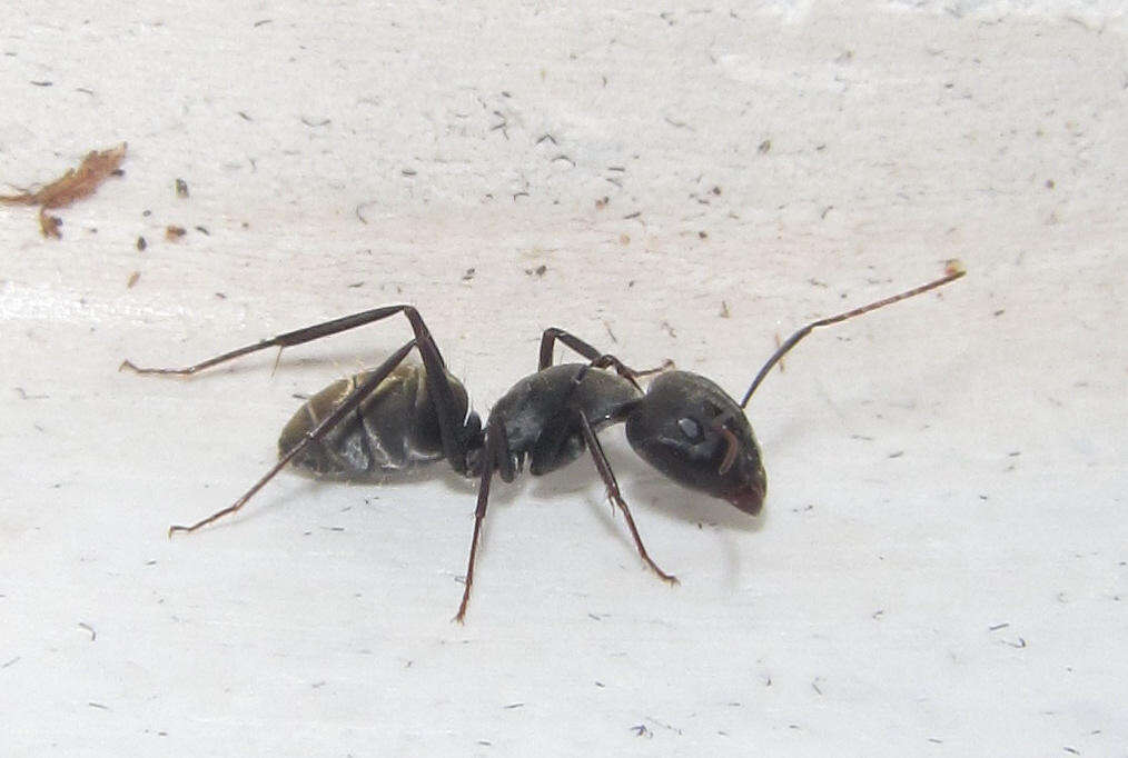 صورة Camponotus cinctellus (Gerstaecker 1859)