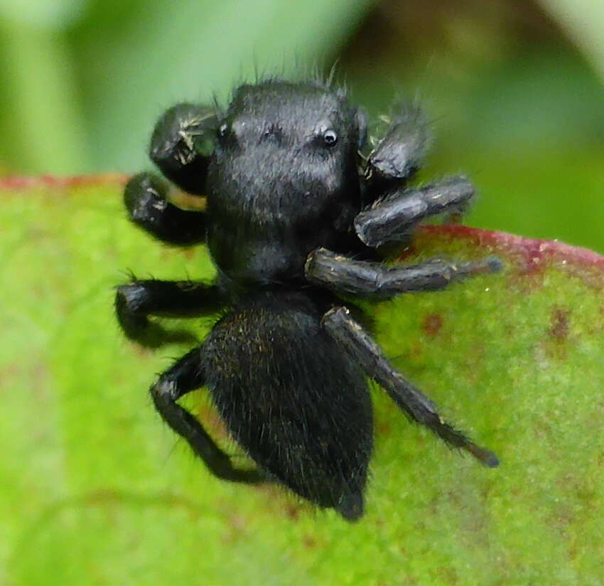 Image of Nigorella hirsuta Wesolowska 2009