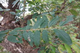 Image of Glochidion philippicum (Cav.) C. B. Rob.