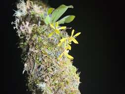 Image of Sarcochilus olivaceus Lindl.