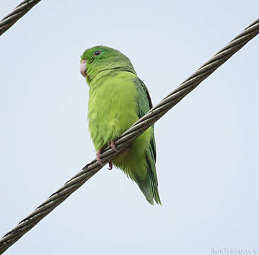 Image of Spectacled Parrotlet