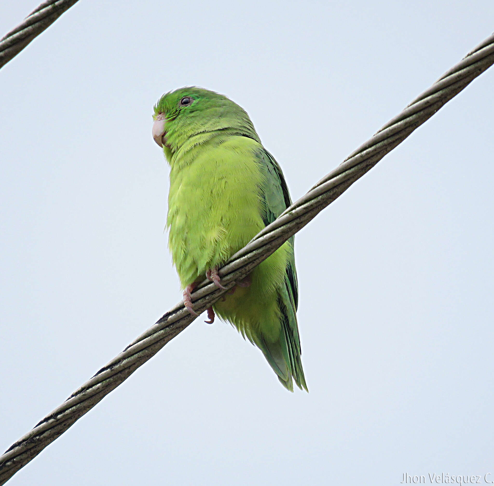 Image of Spectacled Parrotlet