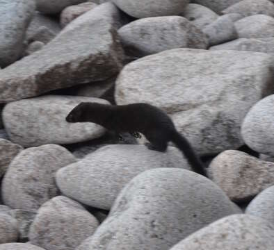 Image of American Mink