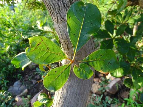 Image of black plum