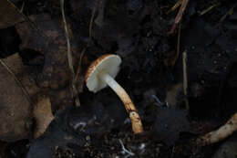 Image of Lepiota boudieri Bres. 1884