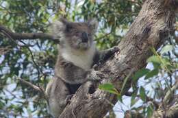 Image of koalas