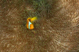 Image of White-bonnet anemonefish