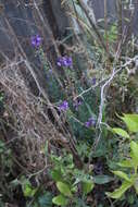 Plancia ëd Linaria purpurea (L.) Mill.