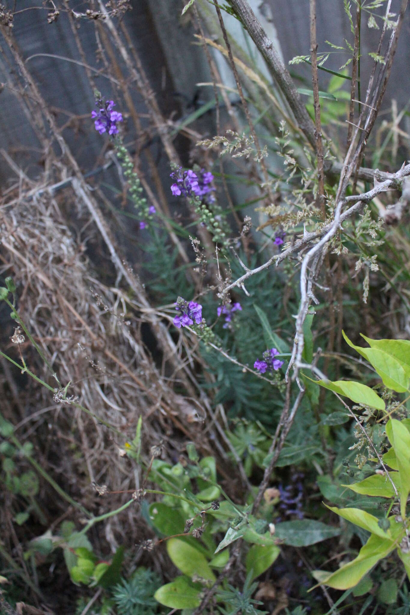 Plancia ëd Linaria purpurea (L.) Mill.