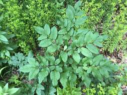 Image of wild angelica