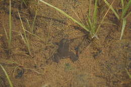 Image of Tropical Clawed Frog