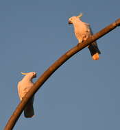 Image of Sulphur-crested Cockatoo