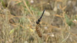 Imagem de Selysiothemis Ris 1897