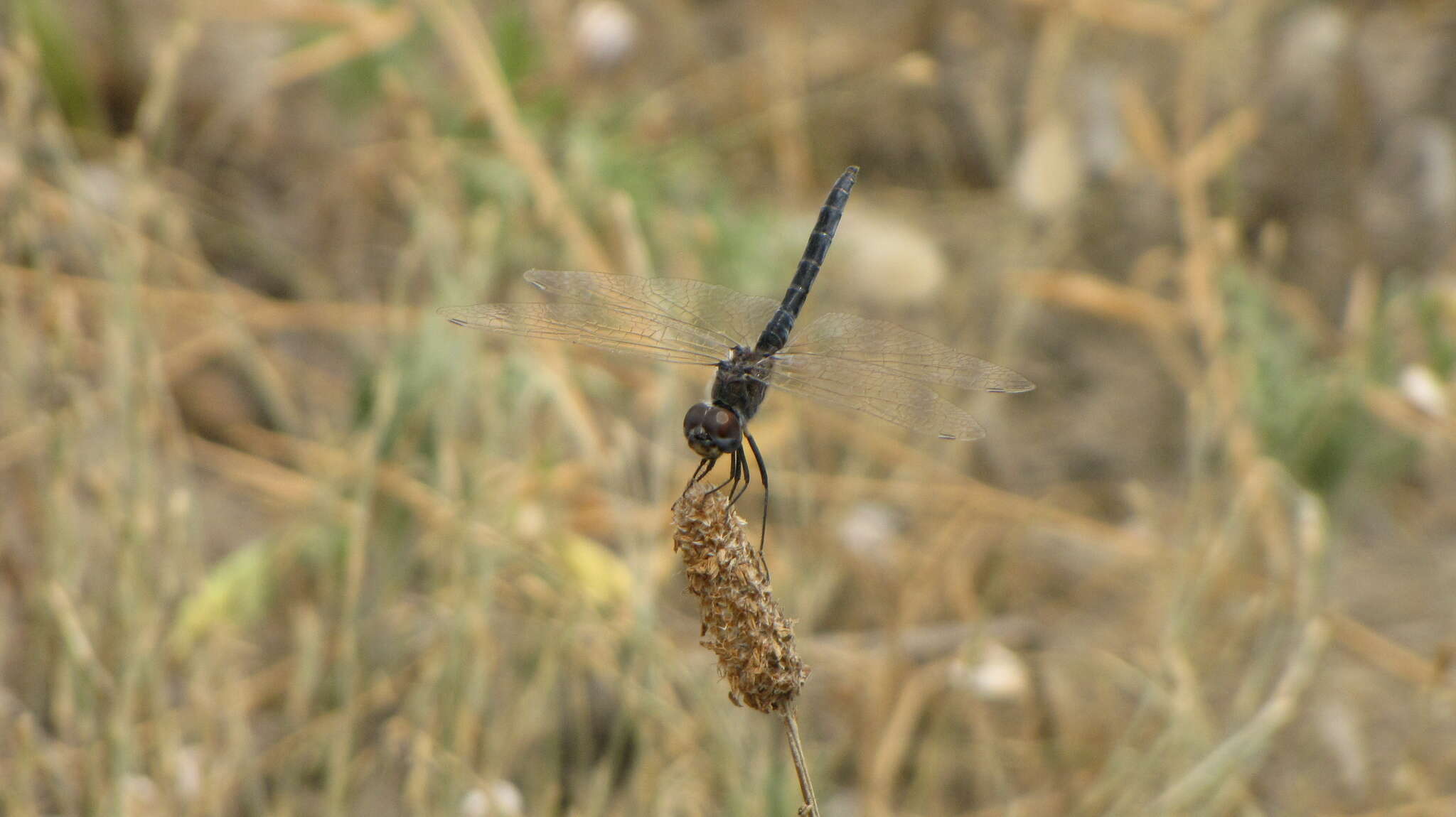 Selysiothemis Ris 1897 resmi