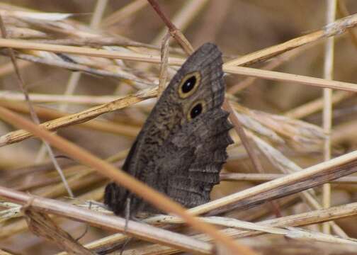 Image of Great Basin Wood Nymph