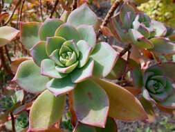 Image de Aeonium haworthii Salm-Dyck ex Webb & Berth.