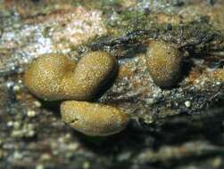 Image of Calomyxa metallica