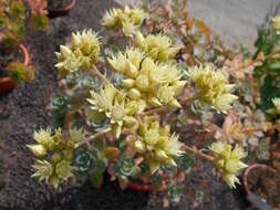 Image de Aeonium haworthii Salm-Dyck ex Webb & Berth.