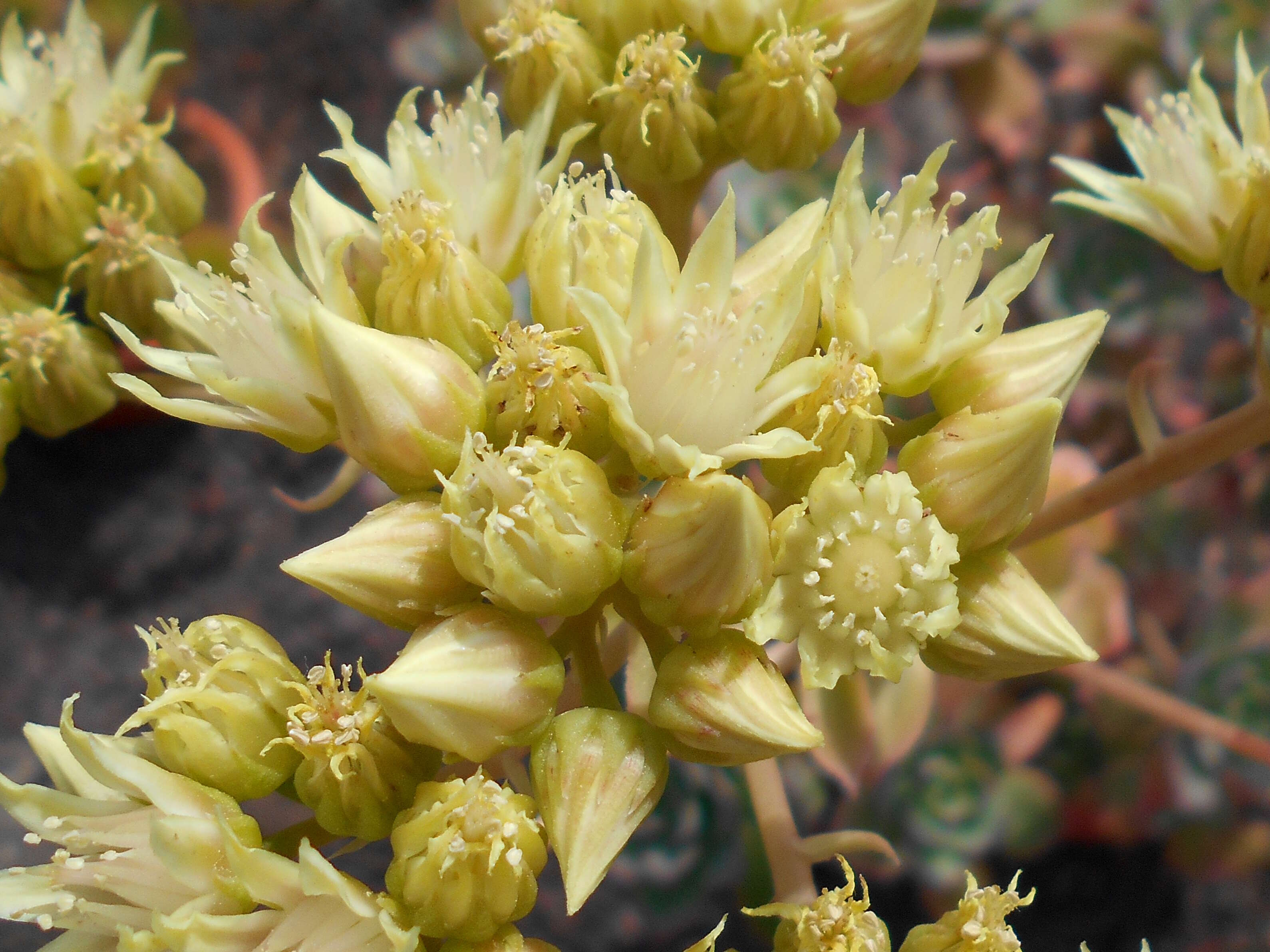 Image de Aeonium haworthii Salm-Dyck ex Webb & Berth.