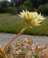 Image de Aeonium haworthii Salm-Dyck ex Webb & Berth.