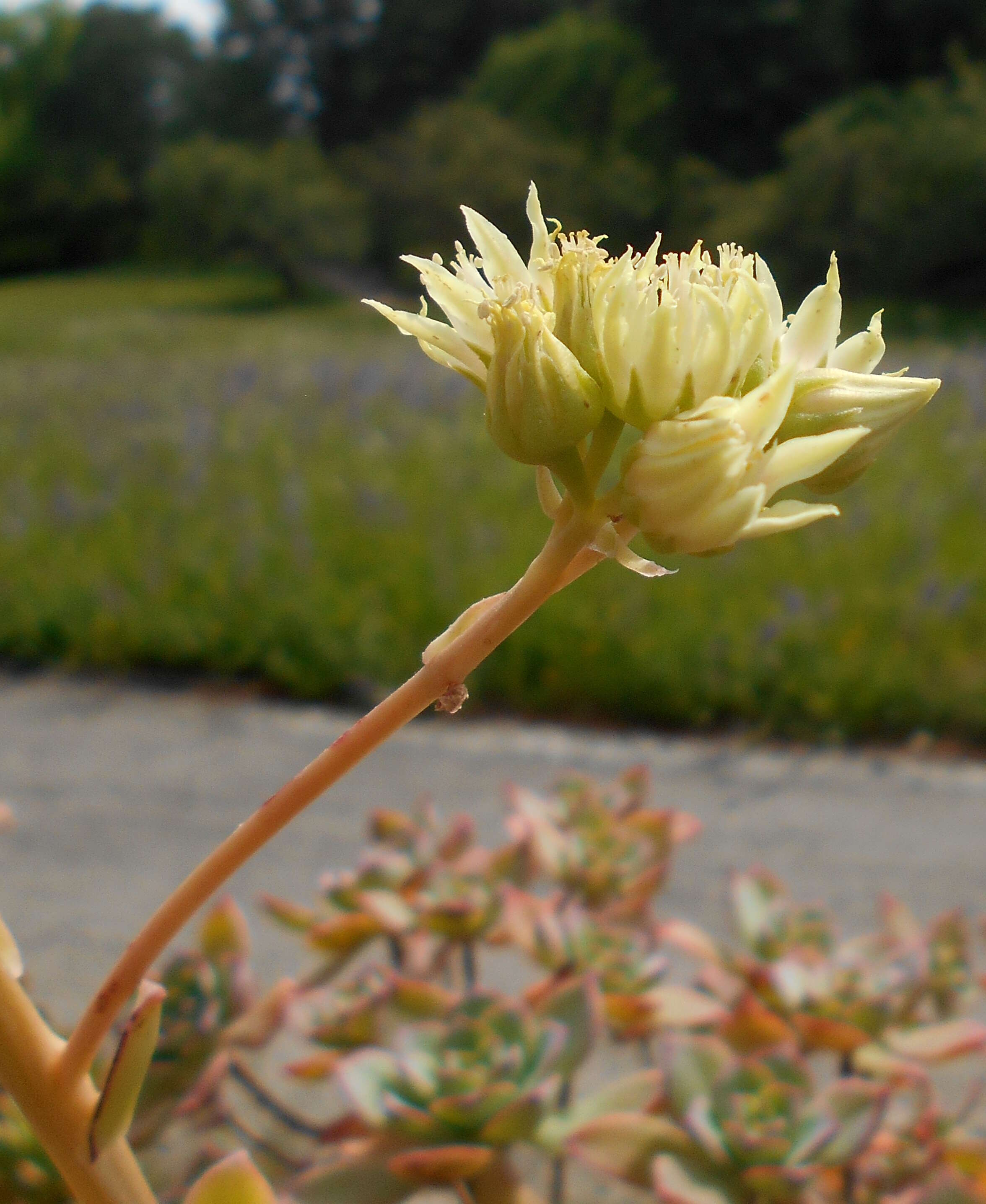 Image de Aeonium haworthii Salm-Dyck ex Webb & Berth.