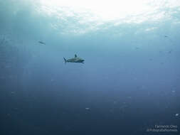 Image of Silky Shark