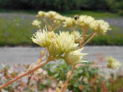 Image de Aeonium haworthii Salm-Dyck ex Webb & Berth.