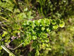 Image of Adiantum chilense var. sulphureum (Kaulf.) Giudice