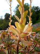 Image de Aeonium haworthii Salm-Dyck ex Webb & Berth.