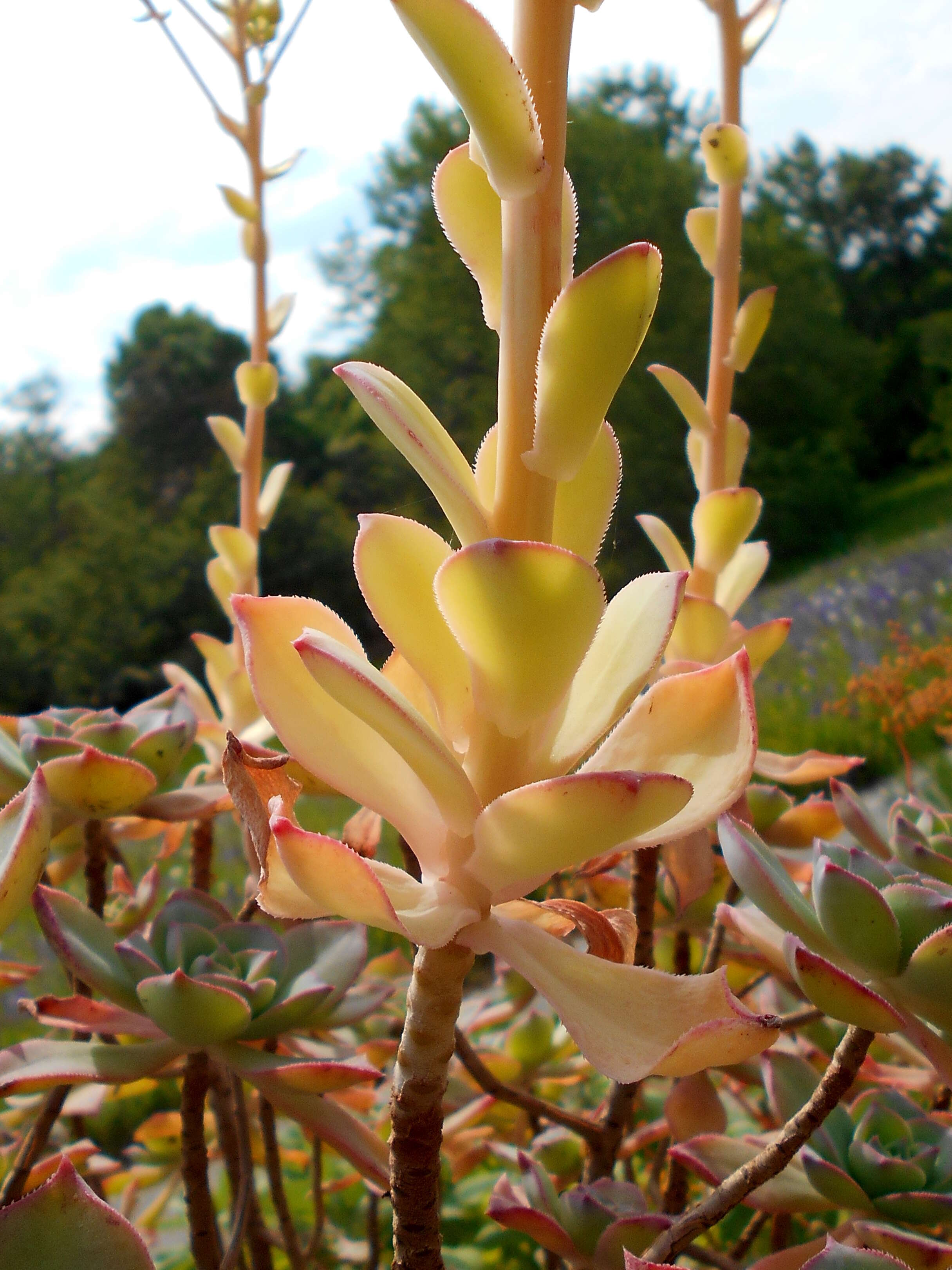 Image de Aeonium haworthii Salm-Dyck ex Webb & Berth.