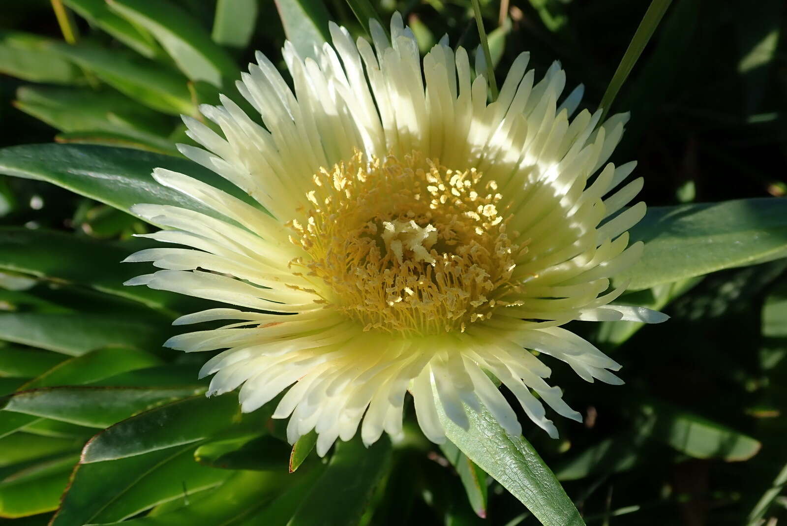 Image of Carpobrotus edulis subsp. edulis