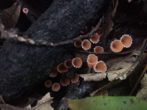 Image of Shaggy Scarlet Cup