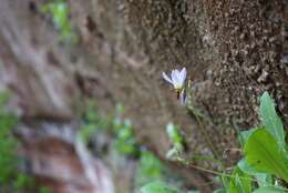 Imagem de Dodecatheon pulchellum var. zionense (Eastw.) S. L. Welsh